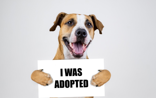 Dog holding a "I was adopted sign".